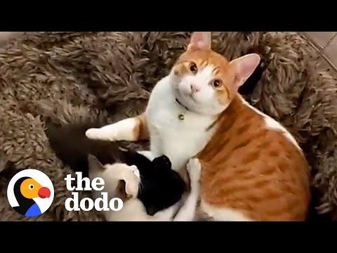 Cat Cares For His New Sister's Kittens After She Gives Birth #Video