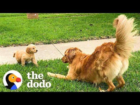 Dogs Have The Best Reactions To Meeting Their Puppy Siblings #Video