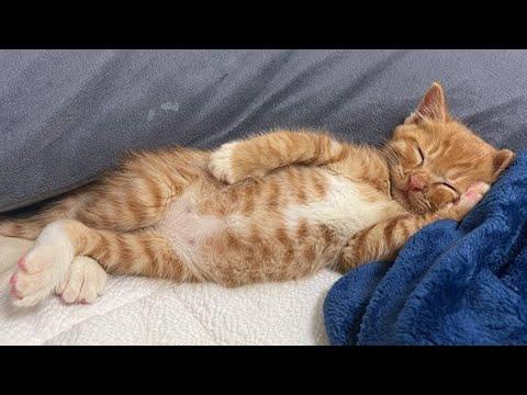 Say hello to the CUTEST kittens and cats of 2024! #Video