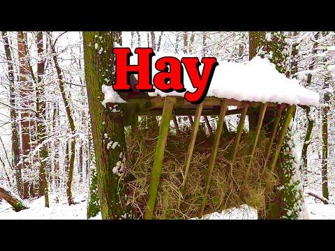 I Left 5 POUNDS of POPCORN in the Woods. You'll Never Guess what Stopped by! #Video