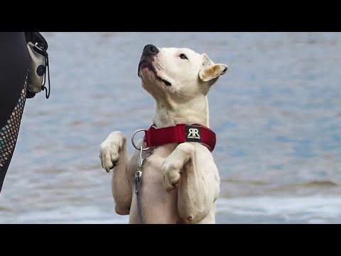 I adopted a deaf dog no one wanted. Here's what happened. #Video