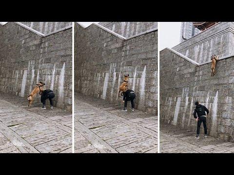 Super Skilled Belgian Malinois Dogs Trained To Climb Walls - Video Compilation