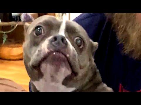 Family returns dog because she barked too much #Video
