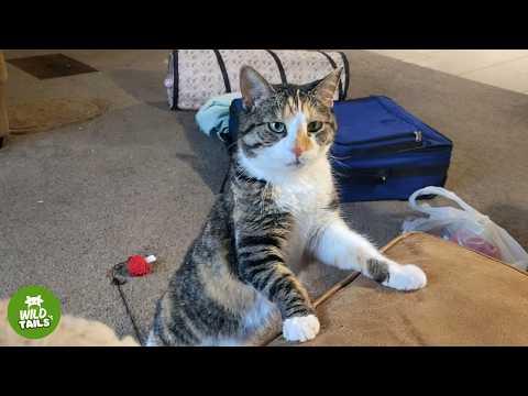 This Special Rescue Cat Won’t Go To Sleep Without Her Nightly Routine #Video