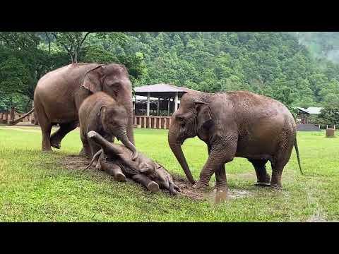 Baby Elephant PyiMai And Chaba And Their Family In The Rainy Day - ElephantNews #Video