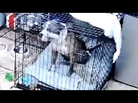 Dog cries waiting for a home #Video