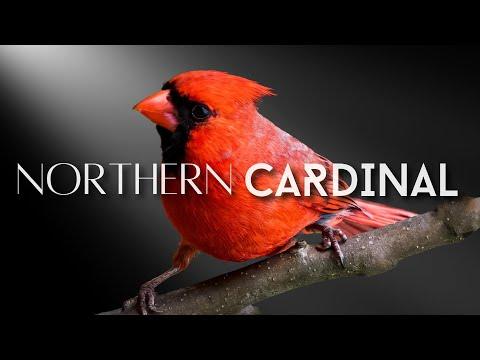 Northern Cardinal | One of the MOST ADMIRED Birds #Video