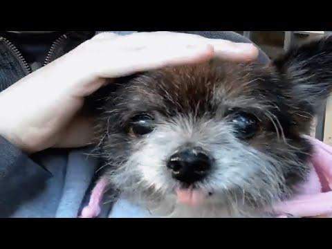 Someone dumped this senior dog. It's the best thing that happened to him. #Video