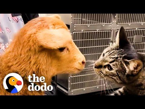 Cat Reaches Into Every Cage At The Vet To Pet The Animals #Video