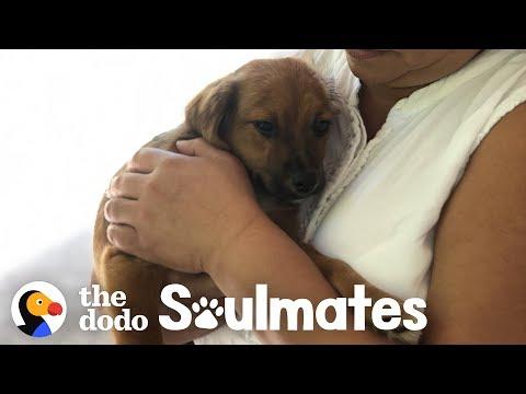 Couple Finds A Stray Puppy On Vacation | The Dodo Soulmates