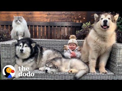 Watch This Malamute Puppy Meet His New Family #Video