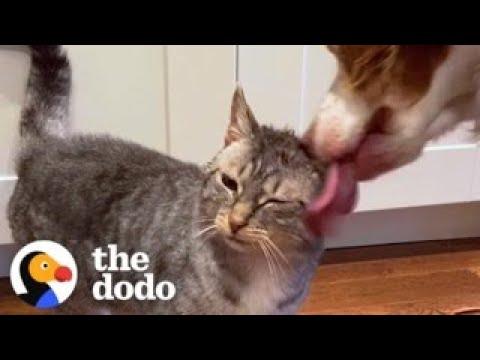 Dog Waits By Door For 2 Weeks To Meet This Cat #Video
