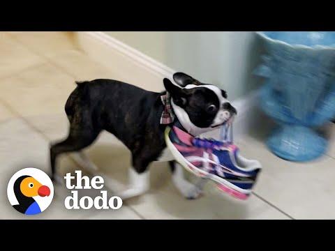 Tiny Puppy Is A Master Thief #Video