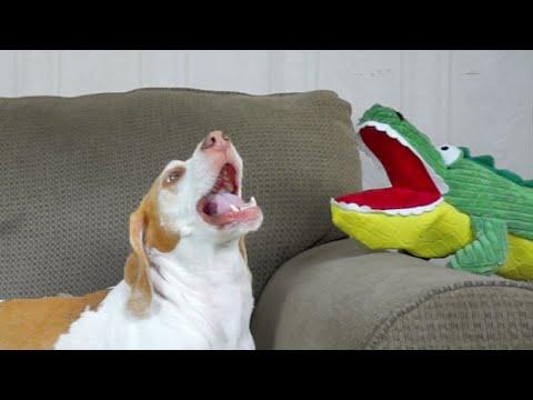 Dog Has Hilarious Reaction To Alligator Puppet: Funny Dog Maymo