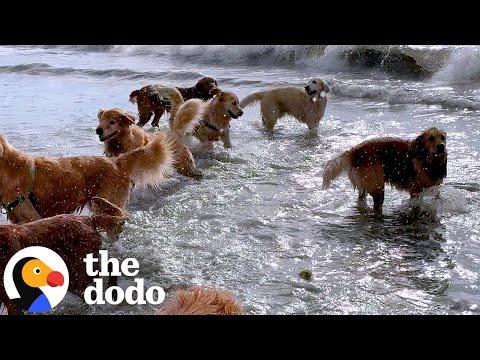 Dog Meets Up With 200 Other Golden Retrievers Once A Month #Video