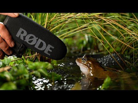 The Sound of Frogs Calling at Night | Animal Sounds | Robert E Fuller #Video