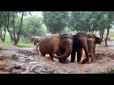 Elephant Mud Spa Bonding Time! - ElephantNews #Video