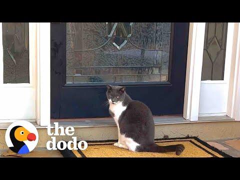 Family Installs Cat Door To Accommodate Their Dog's Stalker