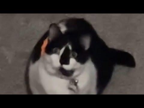 I found someone's cat outside. Her response might surprise you. #Video