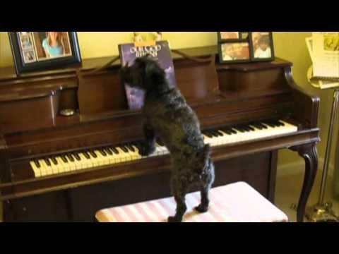Dog Plays Piano And Sings On Command