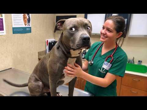 When Overconfident Dogs Realize They’re at the Vet #Video