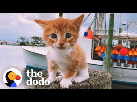 Cat Raised By Dogs Races To The Ocean To Swim #Video