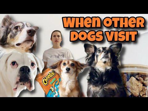 When Other Dogs Visit | Layla The Boxer #Video