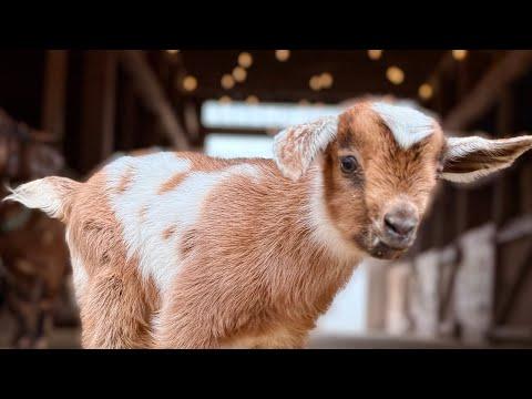 First hops & major Spots! 6 more babies join the farm! #Video