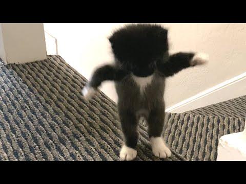 I adopted this cat. Then I got the bad news. #Video
