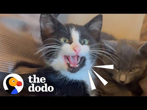 Hissing Kitten Took 2 Months To Warm Up To Her Rescuer #Video