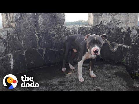 Pit Bull Trapped In A Tower Deep In The Jungle #Video