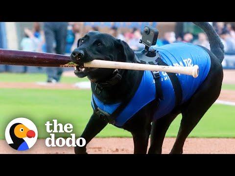 Labradors Fetching Skills Landed Him a Job in Pro Baseball #Video