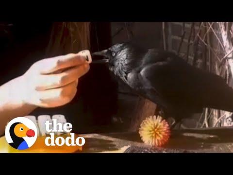 Wild Crow Becomes Best Friends With This Family #Video