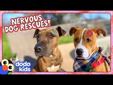 It Takes Love (And Cheeseburgers??) To Save These Scared Dogs | Dodo Kids #Video