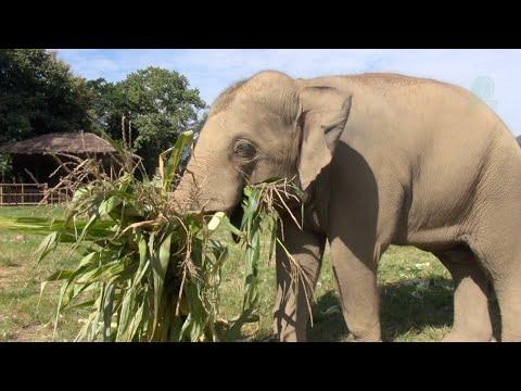 Elephant Gluay Hom Life Changed After Rescued - ElephantNews #Video
