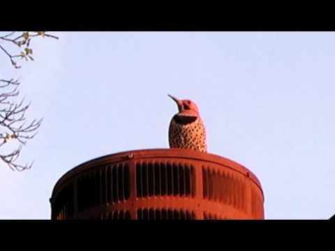 woodpecker pounding on METAL CHIMNEY!!! #Video