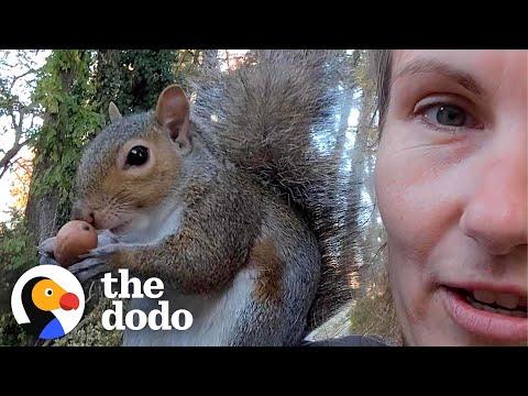Wild Squirrel Comes Back Everyday to See Her Rescuer #Video