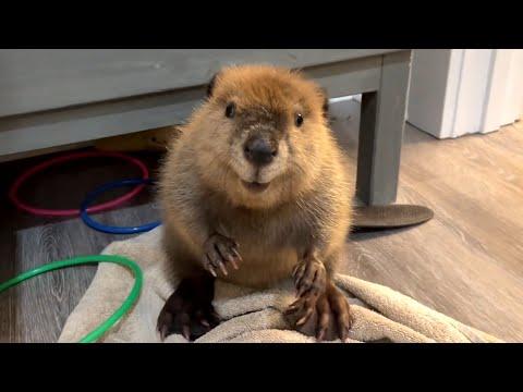 Beaver sounds like human baby #Video