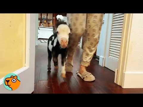 15 Smallest Animals That Will Make You Smile | Animal Compilation