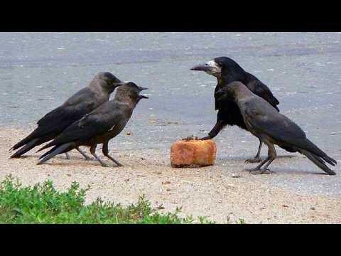 Smart CROWS Being Absolutely Hilarious! #Video