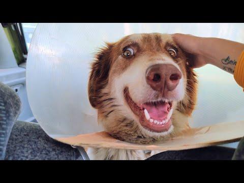 Stray Dog Is Extremely Happy And Grateful That We Saved His Life #Video