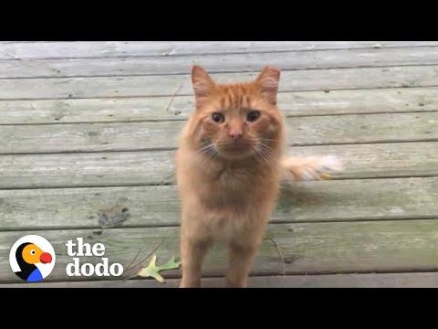Guy Tries To Befriend A Stray Cat For Over A Year #Video