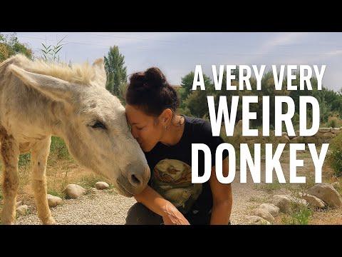 LOOK at this VERY weird donkey #Video