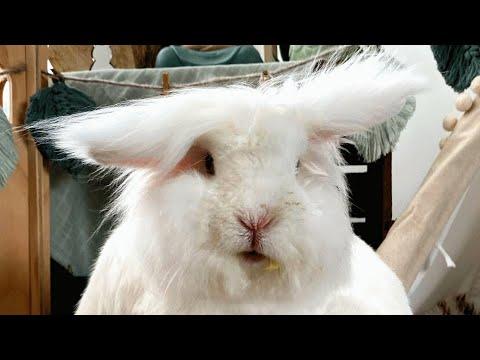Special needs bunny scores the best wife #Video