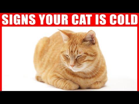 How to Tell if Your Cat is Cold? #Video