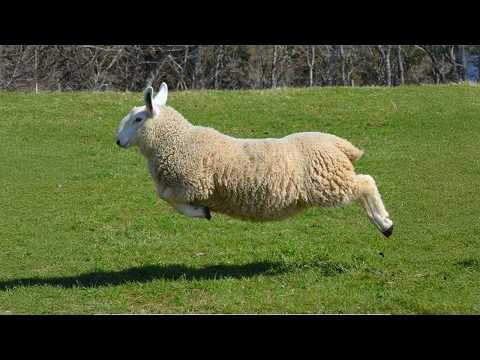 These FUNNY Animals Have Life Figured Out!  #Video
