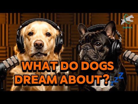 AI: What dogs dream about will melt your heart #Video