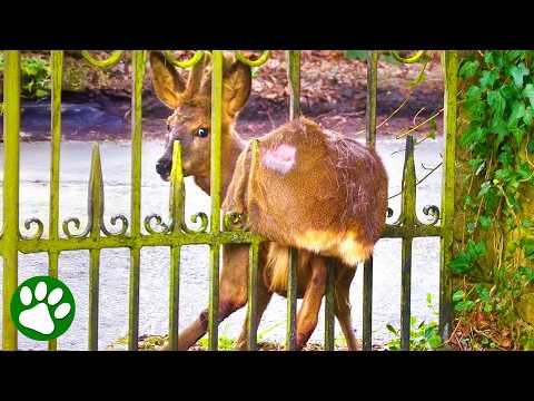 Panicked Roe Deer Rescued From Iron Gate #Video