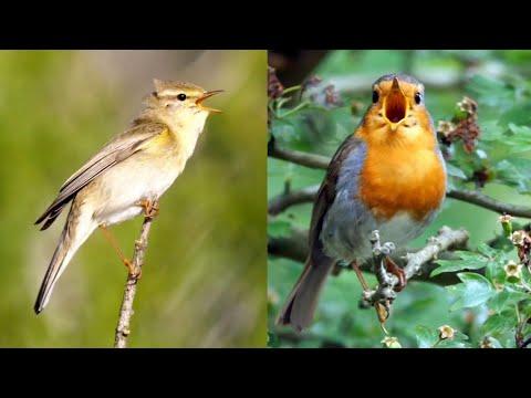 27 British Songbirds #Video