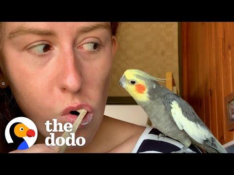 16-Year-Old Cockatiel Needs Emotional Support Mug #Video